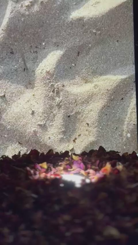 Herbal Infused Oil – Pure Care for Every Strand (120ml)